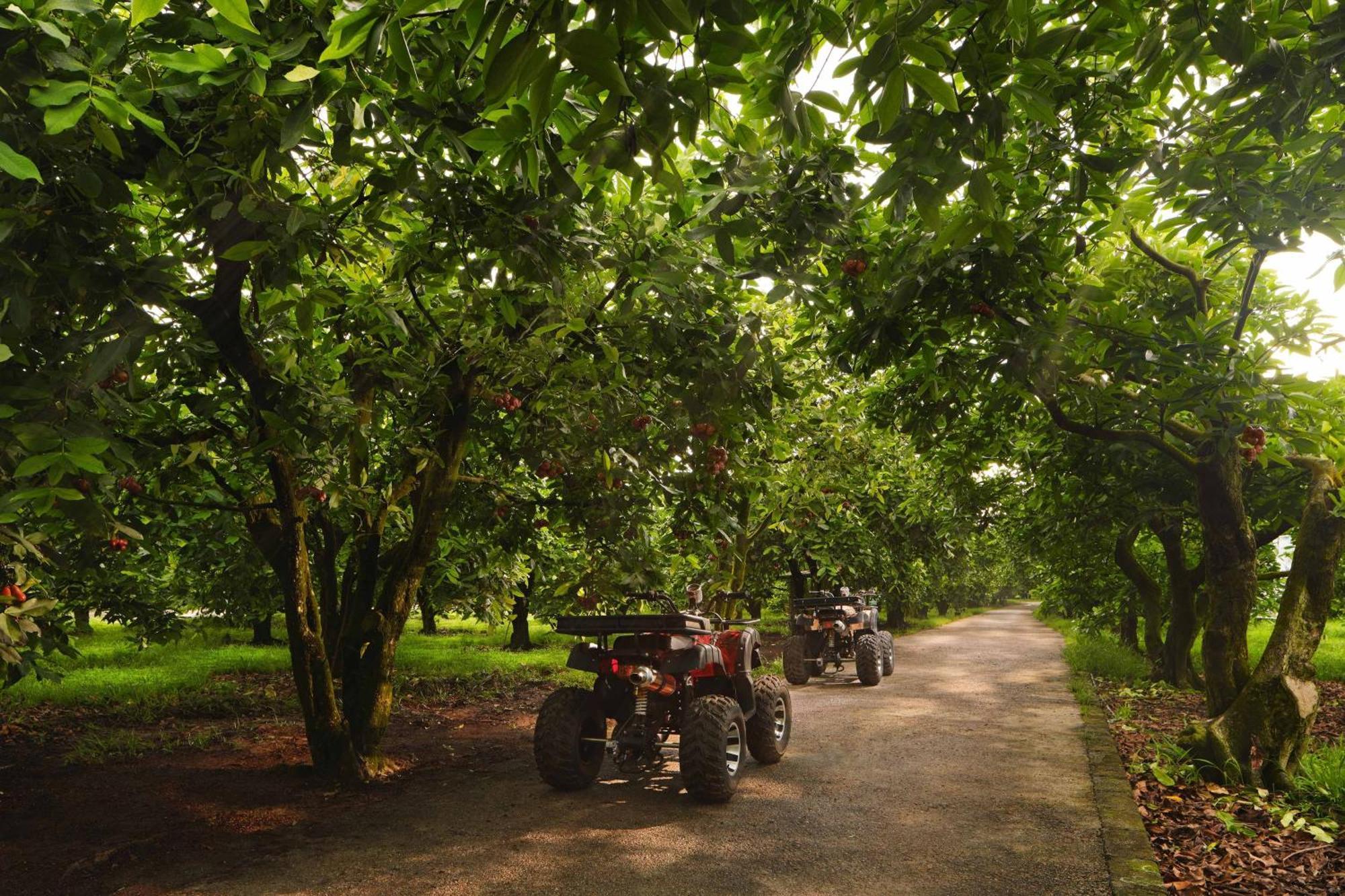 The Westin Desaru Coast Resort Exterior foto Chestnut trees in the UK